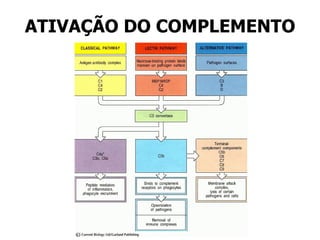 ATIVAÇÃO DO COMPLEMENTO