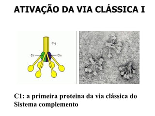 ATIVAÇÃO DA VIA CLÁSSICA I C1: a primeira proteina da via clássica do Sistema complemento