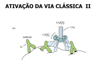 ATIVAÇÃO DA VIA CLÁSSICA II