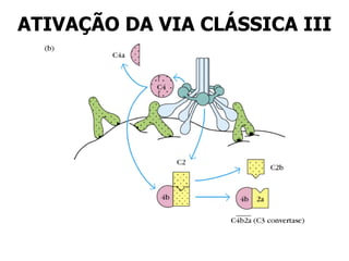 ATIVAÇÃO DA VIA CLÁSSICA III