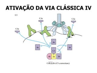 ATIVAÇÃO DA VIA CLÁSSICA IV