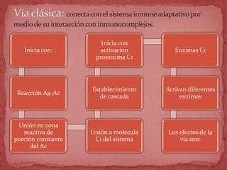 Inicia con:
Reacción Ag-Ac
Unión en zona
reactiva de
porción constante
del Ac
Unión a molecula
C1 del sistema
Establecimiento
de cascada
Inicia con
activacion
proenzima C1
Enzimas C1
Activan diferentes
enzimas
Los efectos de la
vía son:
 