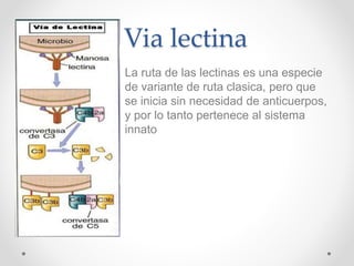 Via lectina
La ruta de las lectinas es una especie
de variante de ruta clasica, pero que
se inicia sin necesidad de anticuerpos,
y por lo tanto pertenece al sistema
innato
 
