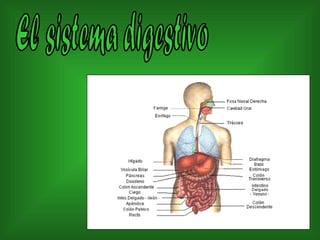 El sistema digestivo 