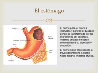
El estómago
El quimo pasa el píloro a
intervalos y penetra al duodeno
donde es transformado por las
secreciones del páncreas,
intestino delgado e hígado;
continuándose su digestión y
absorción.
El quimo sigue progresando a
través del intestino delgado
hasta llegar al intestino grueso.
 