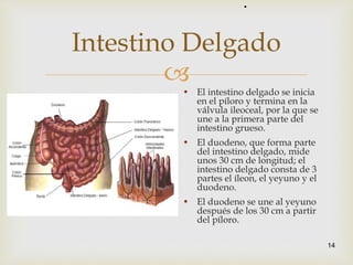 
14
Intestino Delgado
• El intestino delgado se inicia
en el píloro y termina en la
válvula ileoceal, por la que se
une a la primera parte del
intestino grueso.
• El duodeno, que forma parte
del intestino delgado, mide
unos 30 cm de longitud; el
intestino delgado consta de 3
partes el íleon, el yeyuno y el
duodeno.
• El duodeno se une al yeyuno
después de los 30 cm a partir
del píloro.
•
 