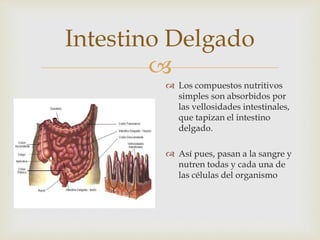 
Intestino Delgado
 Los compuestos nutritivos
simples son absorbidos por
las vellosidades intestinales,
que tapizan el intestino
delgado.
 Así pues, pasan a la sangre y
nutren todas y cada una de
las células del organismo
 