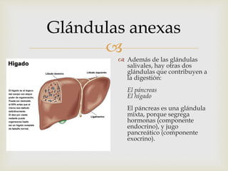 
Glándulas anexas
 Además de las glándulas
salivales, hay otras dos
glándulas que contribuyen a
la digestión:
El páncreas
El hígado
El páncreas es una glándula
mixta, porque segrega
hormonas (componente
endocrino), y jugo
pancreático (componente
exocrino).
 