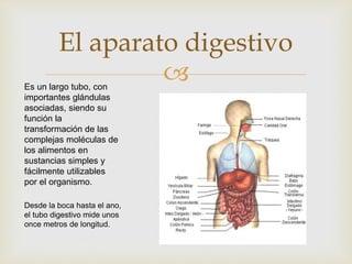 Es un largo tubo, con
importantes glándulas
asociadas, siendo su
función la
transformación de las
complejas moléculas de
los alimentos en
sustancias simples y
fácilmente utilizables
por el organismo.
Desde la boca hasta el ano,
el tubo digestivo mide unos
once metros de longitud.
El aparato digestivo
 