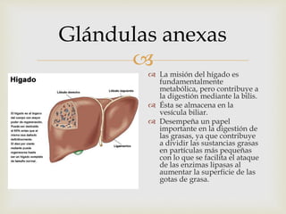 
Glándulas anexas
 La misión del hígado es
fundamentalmente
metabólica, pero contribuye a
la digestión mediante la bilis.
 Ésta se almacena en la
vesícula biliar.
 Desempeña un papel
importante en la digestión de
las grasas, ya que contribuye
a dividir las sustancias grasas
en partículas más pequeñas
con lo que se facilita el ataque
de las enzimas lipasas al
aumentar la superficie de las
gotas de grasa.
 
