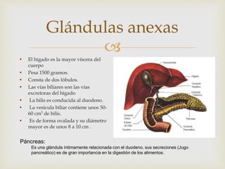 
Glándulas anexas
• El hígado es la mayor víscera del
cuerpo
• Pesa 1500 gramos.
• Consta de dos lóbulos.
• Las vías biliares son las vías
excretoras del hígado
• La bilis es conducida al duodeno.
• La vesícula biliar contiene unos 50-
60 cm3 de bilis.
• Es de forma ovalada y su diámetro
mayor es de unos 8 a 10 cm .
Páncreas:
Es una glándula íntimamente relacionada con el duodeno, sus secreciones (Jugo
pancreático) es de gran importancia en la digestión de los alimentos.
 