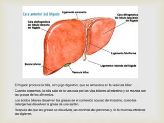 El hígado produce la bilis, otro jugo digestivo, que se almacena en la vesícula biliar.
Cuando comemos, la bilis sale de la vesícula por las vías biliares al intestino y se mezcla con
las grasas de los alimentos.
Los ácidos biliares disuelven las grasas en el contenido acuoso del intestino, como los
detergentes disuelven la grasa de una sartén.
Después de que las grasas se disuelven, las enzimas del páncreas y de la mucosa intestinal
las digieren.
 