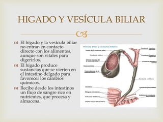 
HIGADO Y VESÍCULA BILIAR
 El hígado y la vesícula biliar
no entran en contacto
directo con los alimentos,
aunque son vitales para
digerirlos.
 El hígado produce
sustancias que se vierten en
el intestino delgado para
favorecer los cambios
químicos.
 Recibe desde los intestinos
un flujo de sangre rico en
nutrientes, que procesa y
almacena.
 