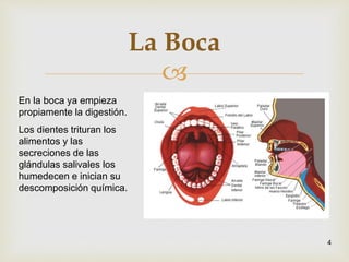 
La Boca
4
En la boca ya empieza
propiamente la digestión.
Los dientes trituran los
alimentos y las
secreciones de las
glándulas salivales los
humedecen e inician su
descomposición química.
 