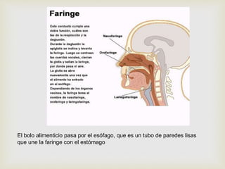 El bolo alimenticio pasa por el esófago, que es un tubo de paredes lisas
que une la faringe con el estómago
 