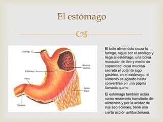 
El estómago
El bolo alimenticio cruza la
faringe, sigue por el esófago y
llega al estómago, una bolsa
muscular de litro y medio de
capacidad, cuya mucosa
secreta el potente jugo
gástrico, en el estómago, el
alimento es agitado hasta
convertirse en una papilla
llamada quimo
El estómago también actúa
como reservorio transitorio de
alimentos y por la acidez de
sus secreciones, tiene una
cierta acción antibacteriana.
 