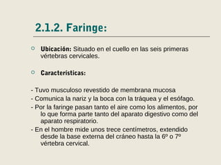 2.1.2. Faringe:
 Ubicación: Situado en el cuello en las seis primeras
vértebras cervicales.
 Características:
- Tuvo musculoso revestido de membrana mucosa
- Comunica la nariz y la boca con la tráquea y el esófago.
- Por la faringe pasan tanto el aire como los alimentos, por
lo que forma parte tanto del aparato digestivo como del
aparato respiratorio.
- En el hombre mide unos trece centímetros, extendido
desde la base externa del cráneo hasta la 6º o 7º
vértebra cervical.
 