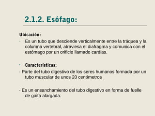 2.1.2. Esófago:
Ubicación:
- Es un tubo que desciende verticalmente entre la tráquea y la
columna vertebral, atraviesa el diafragma y comunica con el
estómago por un orificio llamado cardias.
• Características:
· Parte del tubo digestivo de los seres humanos formada por un
tubo muscular de unos 20 centímetros
· Es un ensanchamiento del tubo digestivo en forma de fuelle
de gaita alargada.
 