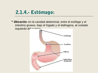 2.1.4.- Estómago:
* Ubicación: en la cavidad abdominal, entre el esófago y el
intestino grueso, bajo el hígado y el diafragma, al costado
izquierdo del cuerpo.
 