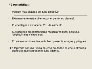 * Características:
- Porción más dilatada del tubo digestivo.
- Externamente está cubierto por el peritoneo visceral.
- Puede llegar a almacenar 2 L. de alimento.
- Sus paredes presentan fibras musculares lisas, oblicuas,
longitudinales y circulares.
- En su interior no es liso, más bien presenta arrugas y pliegues.
- Es tapizado por una túnica mucosa en donde se encuentran las
glándulas que segregan el jugo gástrico.
 