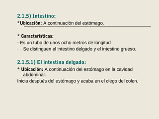 2.1.5) Intestino:
*Ubicación: A continuación del estómago.
* Características:
- Es un tubo de unos ocho metros de longitud
- Se distinguen el intestino delgado y el intestino grueso.
2.1.5.1) El intestino delgado:
* Ubicación: A continuación del estómago en la cavidad
abdominal.
Inicia después del estómago y acaba en el ciego del colon.
 