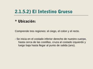 2.1.5.2) El Intestino Grueso
* Ubicación:
Comprende tres regiones: el ciego, el colon y el recto.
- Se inicia en el costado inferior derecho de nuestro cuerpo,
hasta cerca de las costillas, cruza al costado izquierdo y
luego baja hasta llegar al punto de salida (ano).
 