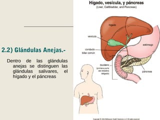 2.2) Glándulas Anejas.-
Dentro de las glándulas
anejas se distinguen las
glándulas salivares, el
hígado y el páncreas
 