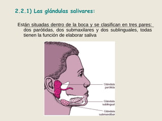 2.2.1) Las glándulas salivares:
Están situadas dentro de la boca y se clasifican en tres pares:
dos parótidas, dos submaxilares y dos sublinguales, todas
tienen la función de elaborar saliva
 