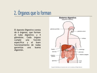 El Aparato Digestivo consta
de 6 órganos, que forman
el tubo digestivo; y 4
glándulas. Cada órgano
cumple una función
específica y el buen
funcionamiento de todas
garantiza una buena
digestión.
 