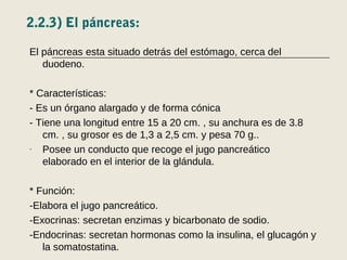 2.2.3) El páncreas:
El páncreas esta situado detrás del estómago, cerca del
duodeno.
* Características:
- Es un órgano alargado y de forma cónica
- Tiene una longitud entre 15 a 20 cm. , su anchura es de 3.8
cm. , su grosor es de 1,3 a 2,5 cm. y pesa 70 g..
- Posee un conducto que recoge el jugo pancreático
elaborado en el interior de la glándula.
* Función:
-Elabora el jugo pancreático.
-Exocrinas: secretan enzimas y bicarbonato de sodio.
-Endocrinas: secretan hormonas como la insulina, el glucagón y
la somatostatina.
 