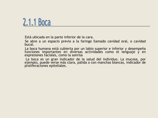 Está ubicada en la parte inferior de la cara.
Se abre a un espacio previo a la faringe llamado cavidad oral, o cavidad
bucal.
La boca humana está cubierta por un labio superior e inferior y desempeña
funciones importantes en diversas actividades como el lenguaje y en
expresiones faciales, como la sonrisa
-La boca es un gran indicador de la salud del individuo. La mucosa, por
ejemplo, puede verse más clara, pálida o con manchas blancas, indicador de
proliferaciones epiteliales.
 