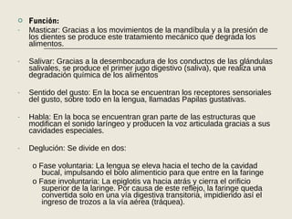  Función:
- Masticar: Gracias a los movimientos de la mandíbula y a la presión de
los dientes se produce este tratamiento mecánico que degrada los
alimentos.
- Salivar: Gracias a la desembocadura de los conductos de las glándulas
salivales, se produce el primer jugo digestivo (saliva), que realiza una
degradación química de los alimentos
- Sentido del gusto: En la boca se encuentran los receptores sensoriales
del gusto, sobre todo en la lengua, llamadas Papilas gustativas.
- Habla: En la boca se encuentran gran parte de las estructuras que
modifican el sonido laríngeo y producen la voz articulada gracias a sus
cavidades especiales.
- Deglución: Se divide en dos:
o Fase voluntaria: La lengua se eleva hacia el techo de la cavidad
bucal, impulsando el bolo alimenticio para que entre en la faringe
o Fase involuntaria: La epiglotis va hacia atrás y cierra el orificio
superior de la laringe. Por causa de este reflejo, la faringe queda
convertida solo en una vía digestiva transitoria, impidiendo así el
ingreso de trozos a la vía aérea (tráquea).
 