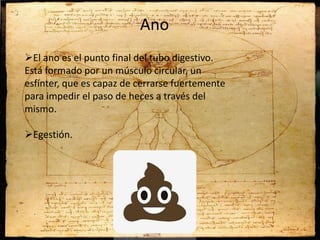 Ano
El ano es el punto final del tubo digestivo.
Está formado por un músculo circular, un
esfínter, que es capaz de cerrarse fuertemente
para impedir el paso de heces a través del
mismo.
Egestión.
 