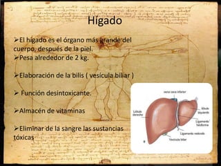 Hígado
El hígado es el órgano más grande del
cuerpo, después de la piel.
Pesa alrededor de 2 kg.
Elaboración de la bilis ( vesícula biliar )
 Función desintoxicante.
Almacén de vitaminas
Eliminar de la sangre las sustancias
tóxicas
 