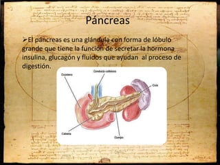 Páncreas
El páncreas es una glándula con forma de lóbulo
grande que tiene la función de secretar la hormona
insulina, glucagón y fluidos que ayudan al proceso de
digestión.
 