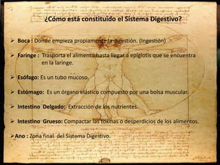 ¿Cómo está constituido el Sistema Digestivo?
 Boca : Donde empieza propiamente la digestión. (Ingestión)
 Faringe : Trasporta el alimento hasta llegar a epiglotis que se encuentra
en la laringe.
 Esófago: Es un tubo mucoso.
 Estómago: Es un órgano elástico compuesto por una bolsa muscular.
 Intestino Delgado: Extracción de los nutrientes.
 Intestino Grueso: Compactar las toxinas o desperdicios de los alimentos.
Ano : Zona final del Sistema Digestivo.
 