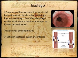 Esófago
Su principal función es el transporte del
bolo alimenticio desde la boca y faringe
hasta el estómago. Para ello, el esófago
realiza movimientos involuntarios que se
llaman peristaltismos.
Mide unos 30 centímetros.
 Esfínter esofágico superior e inferior.
 