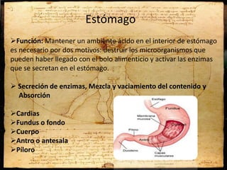 Estómago
Función: Mantener un ambiente ácido en el interior de estómago
es necesario por dos motivos: destruir los microorganismos que
pueden haber llegado con el bolo alimenticio y activar las enzimas
que se secretan en el estómago.
 Secreción de enzimas, Mezcla y vaciamiento del contenido y
Absorción
Cardias
Fundus o fondo
Cuerpo
Antro o antesala
Píloro
 