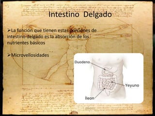 Intestino Delgado
La función que tienen estas porciones de
intestino delgado es la absorción de los
nutrientes básicos
Microvellosidades
 