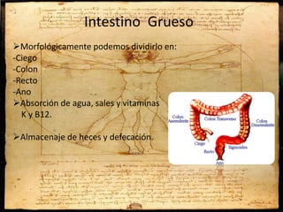 Intestino Grueso
Morfológicamente podemos dividirlo en:
-Ciego
-Colon
-Recto
-Ano
Absorción de agua, sales y vitaminas
K y B12.
Almacenaje de heces y defecación.
 