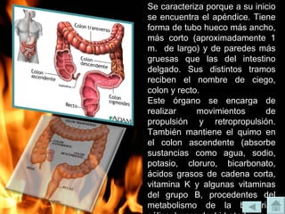 Se caracteriza porque a su inicio se encuentra el apéndice. Tiene forma de tubo hueco más ancho, más corto (aproximadamente 1 m.  de largo) y de paredes más gruesas que las del intestino delgado. Sus distintos tramos reciben el nombre de ciego, colon y recto. Este órgano se encarga de realizar movimientos de propulsión y retropropulsión. También mantiene el quimo en el colon ascendente (absorbe sustancias como agua, sodio, potasio, cloruro, bicarbonato, ácidos grasos de cadena corta, vitamina K y algunas vitaminas del grupo B, procedentes del metabolismo de la bacterias cólicas) para deshidratarlo y que adquiera consistencia, para que luego pueda ser evacuado. 