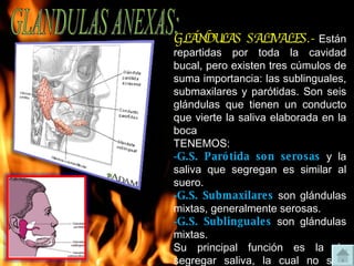 GLANDULAS ANEXAS: GLÁNDULAS SALIVALES.-   Están repartidas por toda la cavidad bucal, pero existen tres cúmulos de suma importancia: las sublinguales, submaxilares y parótidas. Son seis glándulas que tienen un conducto que vierte la saliva elaborada en la boca TENEMOS: G.S. Parótida son serosas  y la saliva que segregan es similar al suero. G.S. Submaxilares  son glándulas mixtas, generalmente serosas. G.S. Sublinguales  son glándulas mixtas. Su principal función es la de segregar saliva, la cual no sólo tiene función digestiva y protectora, sino también facilita la masticación y la deglución de los alimentos  