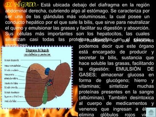 EL HÍGADO.-   Está ubicada debajo del diafragma en la región abdominal derecha, cubriendo algo al estómago. Se caracteriza por ser una de las glándulas más voluminosas, la cual posee un conducto hepático por el que sale la bilis, que sirve para neutralizar el quimo y emulsionar las grasas y facilitar su digestión y absorción. Sus células más importantes son los hepatocitos, las cuales sintetizan casi todas las proteínas disueltas en el plasma sanguíneo. Si hablamos de sus funciones podemos decir que este órgano está encargado de producir y secretar la bilis, sustancia que hace soluble las grasas, facilitando la digestión: EMULSIÓN DE GASES; almacenar glucosa en forma de glucógeno; hierro y vitaminas; sintetizar muchas proteínas presentes en la sangre (albúminas). También desintoxica al cuerpo de medicamentos y venenos que ingresan a él, y elimina glóbulos rojos viejos (seniles). En otras palabras participa en el metabolismo de grasas, hidratos de carbono y proteínas. 