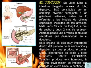 EL PÁNCREAS-   Se ubica junto al intestino delgado, anexa al tubo digestivo. Está constituida por un complejo alveolar semejante a las glándulas salivales, salvo en lo referente a las ínsulas de células especiales incluidas en los alveolos. Mide unos 15 cm. de longitud, 4 cm. de ancho y unos 2 cm. de espesor. Además posee uno o varios conductos secretores que desembocan en el duodeno. Este órgano es otro muy importante dentro del proceso de la asimilación y digestión, ya que produce enzimas, jugos, bicarbonato de sodio y otros fermentos: PARTE EXOCRINA. También produce una hormona, la insulina, cuya misión es impedir que pase de un cierto límite la cantidad de glucosa existente en la sangre: PARTE ENDOCRINA. En consecuencia sus secreciones influyen en el mecanismo humoral y en parte, el nervioso . 