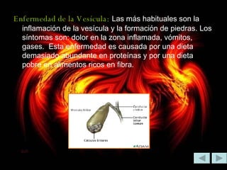Enfermedad de la Vesícula:   Las más habituales son la inflamación de la vesícula y la formación de piedras. Los síntomas son: dolor en la zona inflamada, vómitos, gases.  Esta enfermedad es causada por una dieta demasiado abundante en proteínas y por una dieta pobre en alimentos ricos en fibra. 