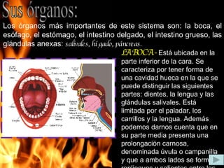 Sus órganos: Los órganos más importantes de este sistema son: la boca, el esófago, el estómago, el intestino delgado, el intestino grueso, las glándulas anexas:  salivales, hígado, páncreas. LA BOCA.-   Está ubicada en la parte inferior de la cara. Se caracteriza por tener forma de una cavidad hueca en la que se puede distinguir las siguientes partes: dientes, la lengua y las glándulas salivales. Está limitada por el paladar, los carrillos y la lengua. Además podemos darnos cuenta que en su parte media presenta una prolongación carnosa, denominada úvula o campanilla y que a ambos lados se forman repliegues y salientes entre los que se encuentran las amígdalas. 