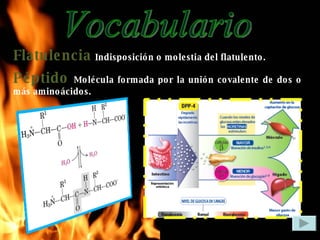 Vocabulario Flatulencia   Indisposición o molestia del flatulento. Péptido   Molécula formada por la unión covalente de dos o más aminoácidos. 
