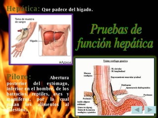 Hepática:  Que padece del hígado. Pruebas de  función hepática Píloro:  Abertura posterior del estómago, inferior en el hombre, de los batracios, reptiles, aves y mamíferos, por la cual pasan los alimentos al intestino. 