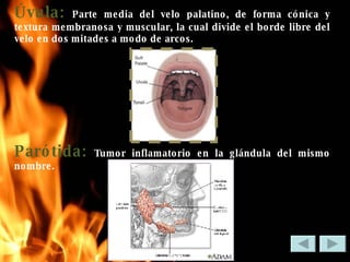 Úvula:  Parte media del velo palatino, de forma cónica y textura membranosa y muscular, la cual divide el borde libre del velo en dos mitades a modo de arcos. Parótida:  Tumor inflamatorio en la glándula del mismo nombre. 