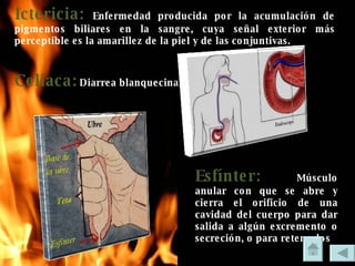 Ictericia:  Enfermedad producida por la acumulación de pigmentos biliares en la sangre, cuya señal exterior más perceptible es la amarillez de la piel y de las conjuntivas. Celíaca:  Diarrea blanquecina. Esfínter:  Músculo anular con que se abre y cierra el orificio de una cavidad del cuerpo para dar salida a algún excremento o secreción, o para retenerlos 